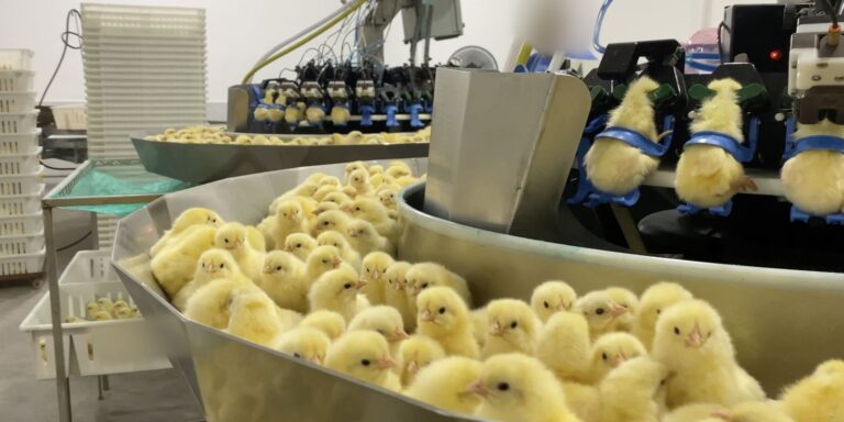 Investigação Revela Práticas Cruéis na Indústria de Ovos Crédito: © Mercy For Animals/Divulgação